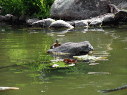 Turtle in the pool in a park near Stanford