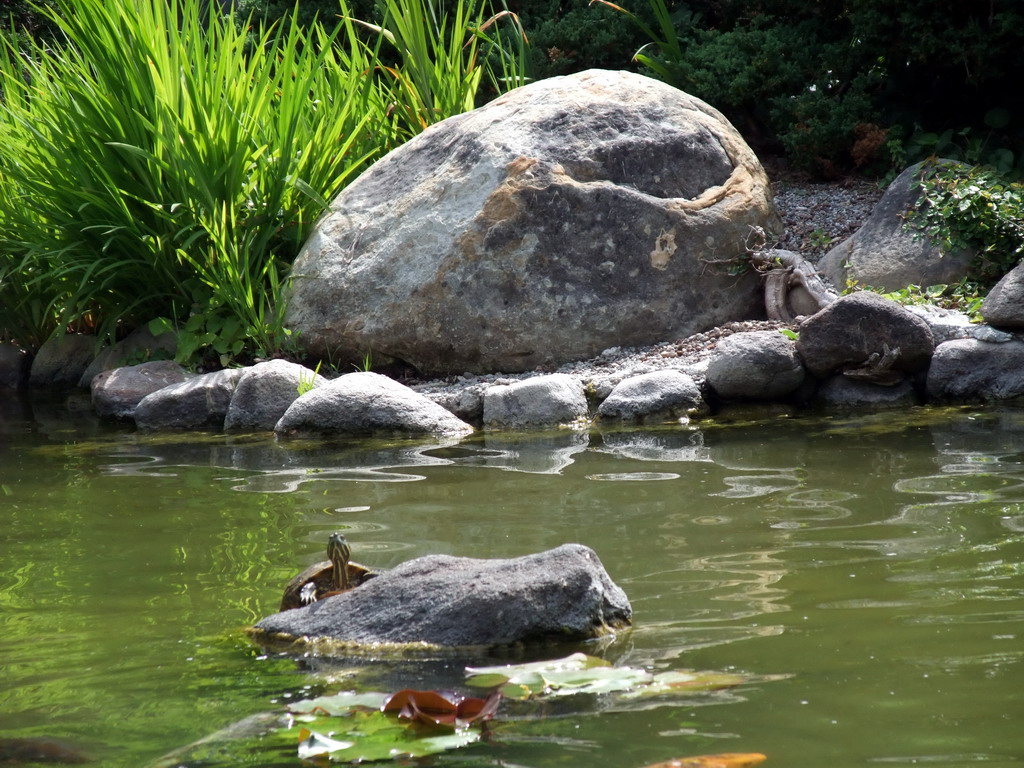 Turtle in the pool in a park near Stanford