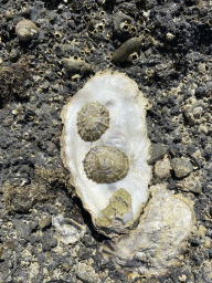 Shellfish on the beach near the Steiger Stavenisse pier