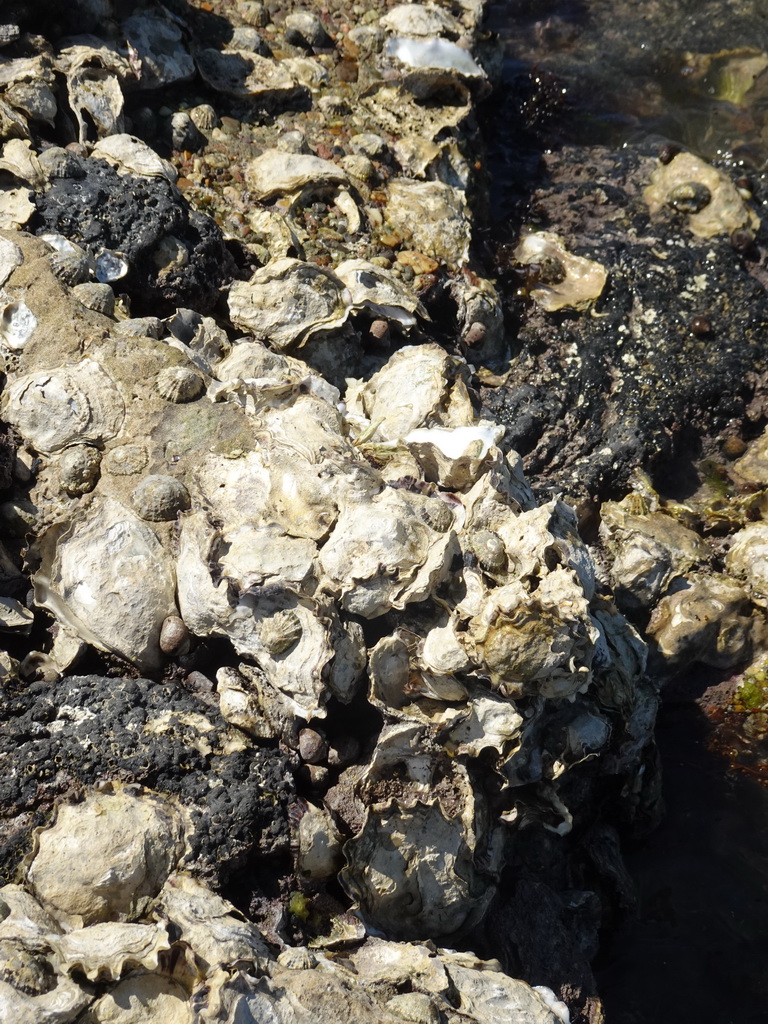 Shellfish on the beach near the Steiger Stavenisse pier