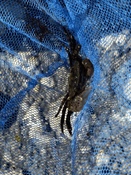 Net with a crab on the beach near the Steiger Stavenisse pier