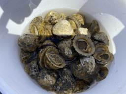 Bucket with shellfish on the beach near the Steiger Stavenisse pier