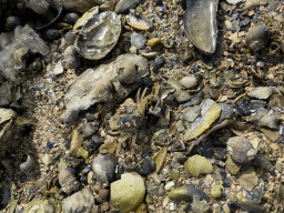 Crab and seashells at the beach near the Dijkweg road