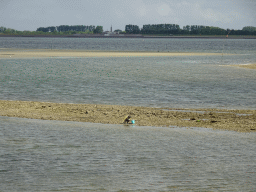 Miaomiao catching seashells at the beach near the Dijkweg road