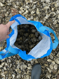 Bag with seashells at the beach near the Dijkweg road