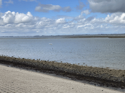 Seagull dropping a seashell at the beach near the Dijkweg road
