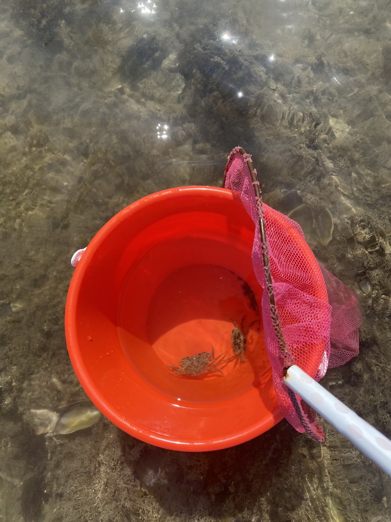 Bucket with crabs at the beach near the Dijkweg road