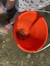 Bucket with crabs at the beach near the Dijkweg road