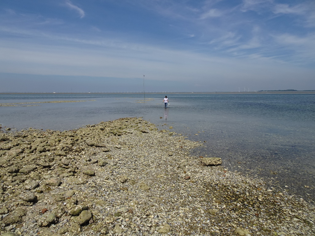 Miaomiao looking for oysters at the beach near the Dijkweg road, the National Park Oosterschelde and the Zeelandbrug bridge