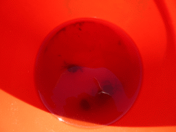 Bucket with crabs at the beach near the Dijkweg road