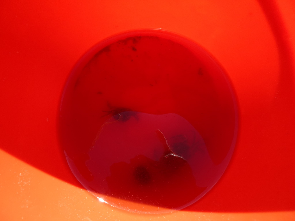 Bucket with crabs at the beach near the Dijkweg road