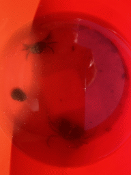 Bucket with crabs at the beach near the Dijkweg road