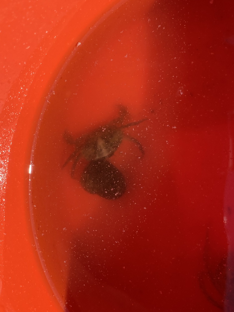 Bucket with crabs at the beach near the Dijkweg road