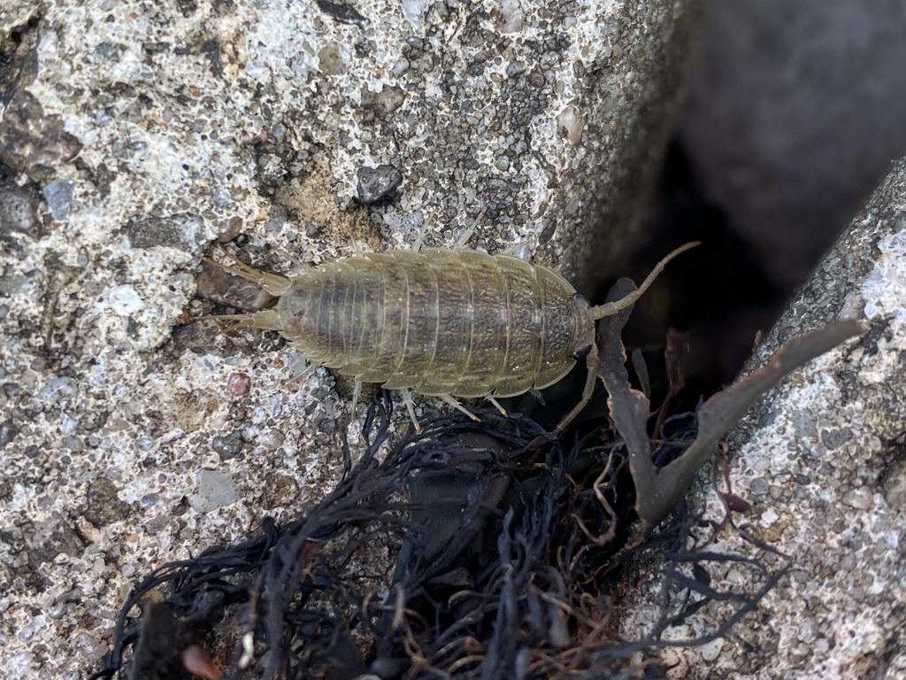 Isopod at the beach near the Dijkweg road