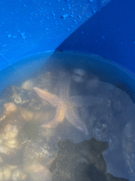 Bucket with starfish and shells at the beach near the Dijkweg road