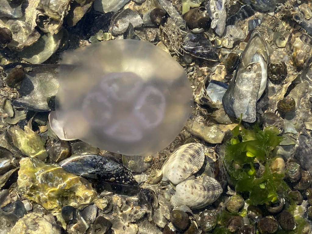 Jellyfish in the water at the beach near the Dijkweg road