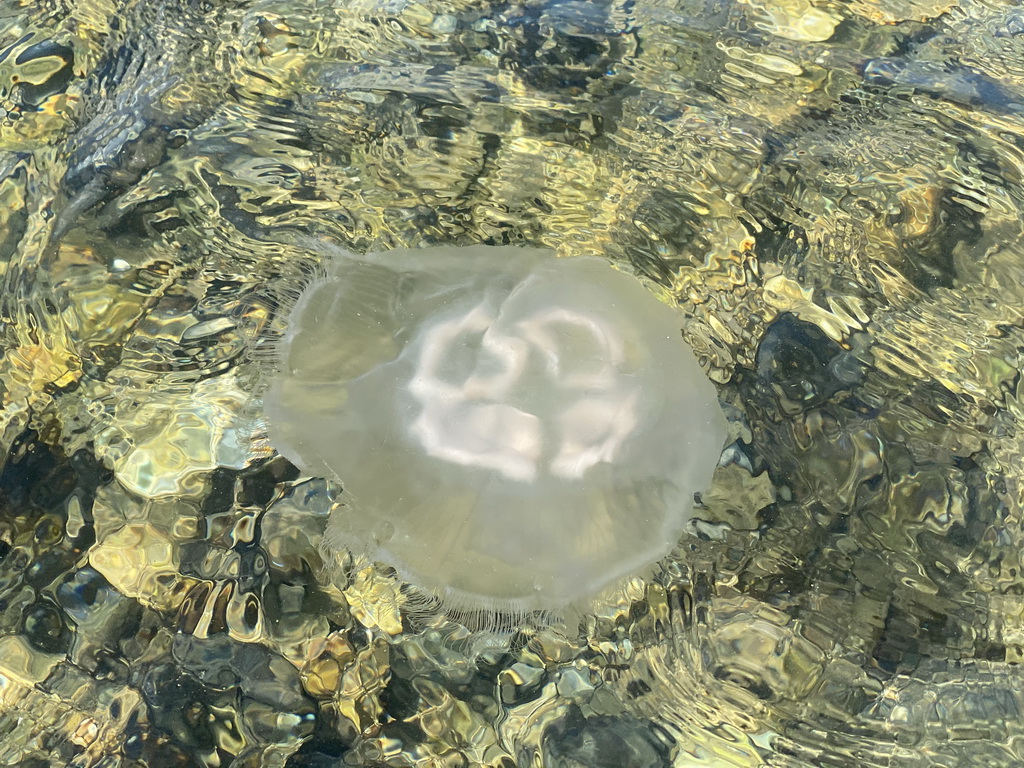 Jellyfish in the water at the beach near the Dijkweg road