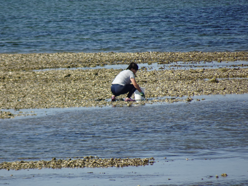 Miaomiao looking for oysters at the beach near the Dijkweg road