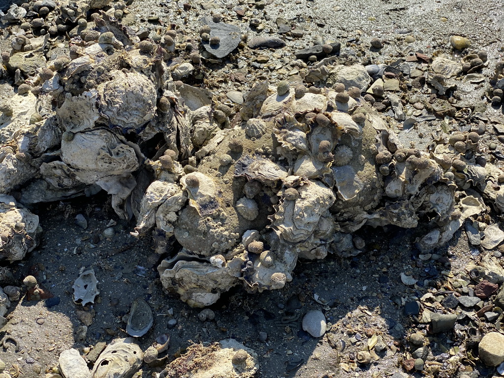 Oysters and snail shells at the beach near the Dijkweg road