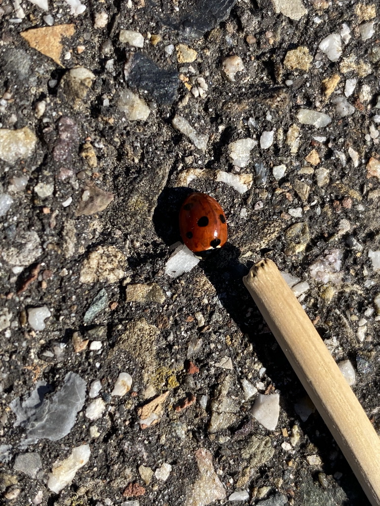 Ladybug at the beach near the Dijkweg road