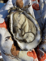 Oyster at the beach near the Dijkweg road