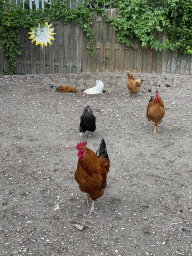 Chickens at the Oosterschelde Camping Stavenisse