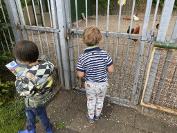 Max and his friend looking at the chickens at the Oosterschelde Camping Stavenisse