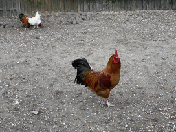 Chickens at the Oosterschelde Camping Stavenisse