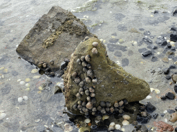 Rock with seashells at the beach near the Dijkweg road