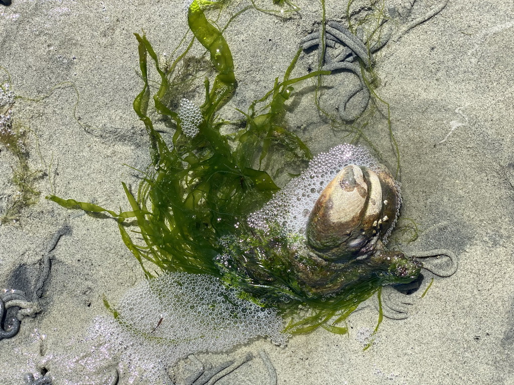 Seashells and seaweed at the beach near the Dijkweg road