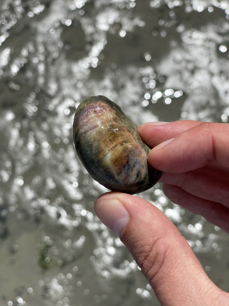 Seashell at the beach near the Dijkweg road