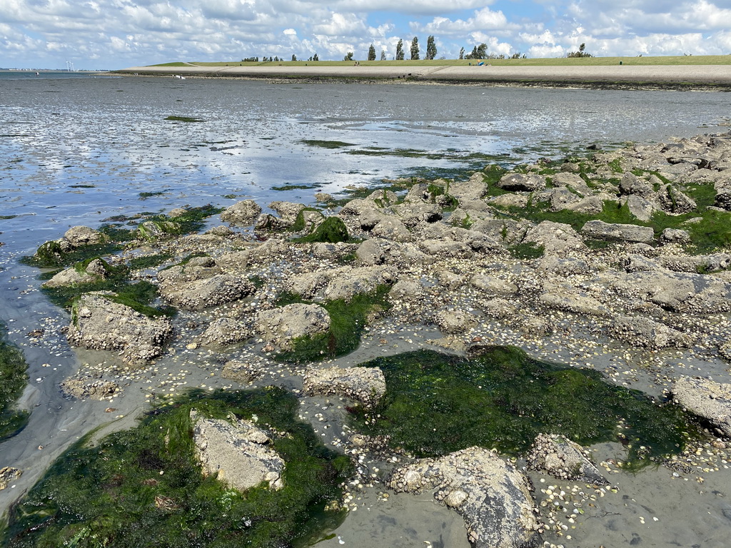 The beach near the Dijkweg road