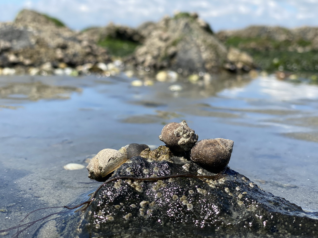 Seashells at the beach near the Dijkweg road