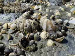 Seashells at the beach near the Dijkweg road