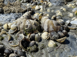stavenisse_5_020 - 403 kb - 1024x768 - Seashells at the beach near the Dijkweg road Seashells at the beach near the Dijkweg road
