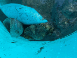 Crab and seashell in a bucket at the beach near the Dijkweg road