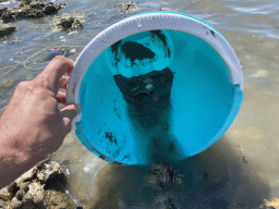 Bucket with crabs being released at the beach near the Dijkweg road