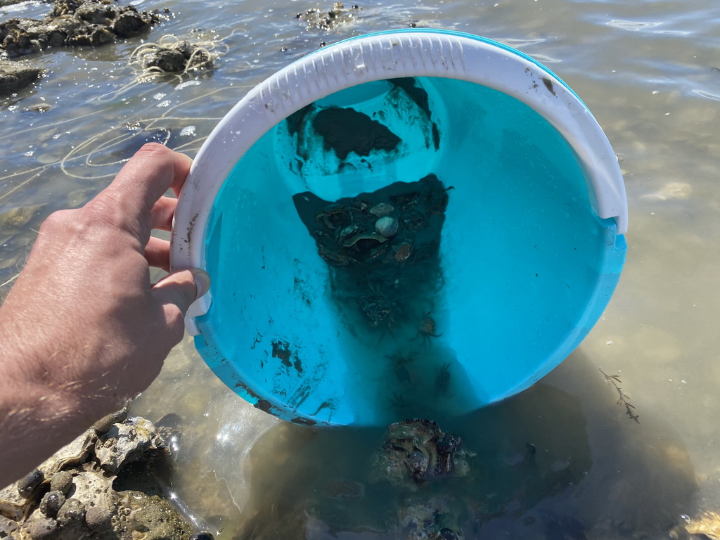Bucket with crabs being released at the beach near the Dijkweg road
