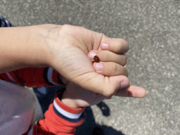 Ladybug on Max`s friend`s hand at the Dijkweg road