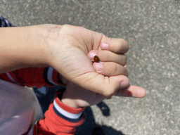 stavenisse_5_035 - 204 kb - 1024x768 - Ladybug on Max`s friend`s hand at the Dijkweg road Ladybug on Max`s friend`s hand at the Dijkweg road