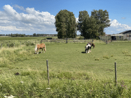 Horses at a farm at the crossing of the Pilootweg and Dijkweg roads