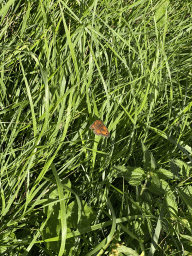Butterfly on grass at the Dijkweg road