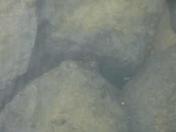 Crab at the southwest side of the Stavenisse Harbour