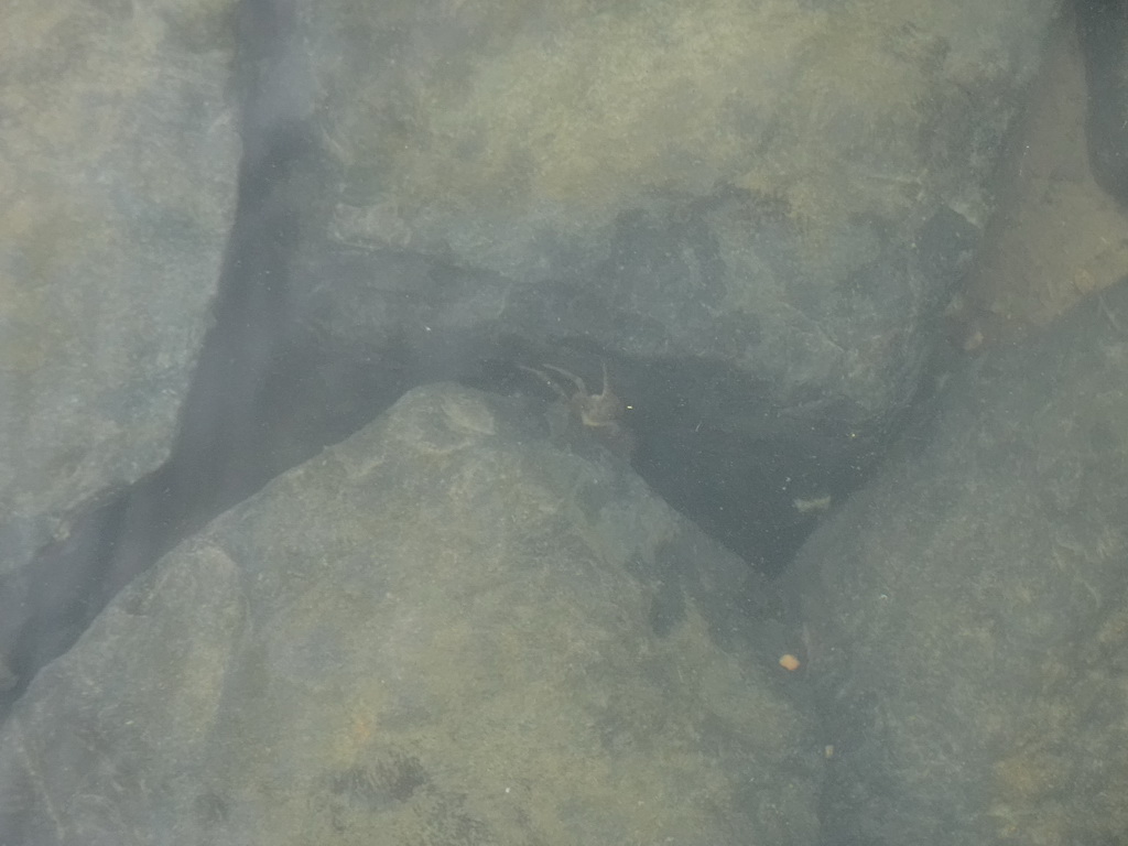 Crab at the southwest side of the Stavenisse Harbour