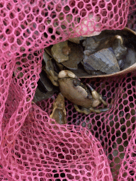 Crab at the beach near the Dijkweg road