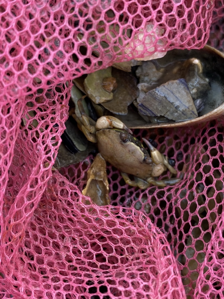 Crab at the beach near the Dijkweg road