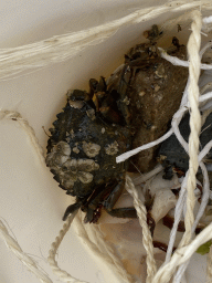 stavenisse_6_067 - 246 kb - 768x1024 - Crab at the beach near the Dijkweg road Crab at the beach near the Dijkweg road