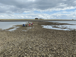 People looking for seashells at the beach near the Dijkweg road