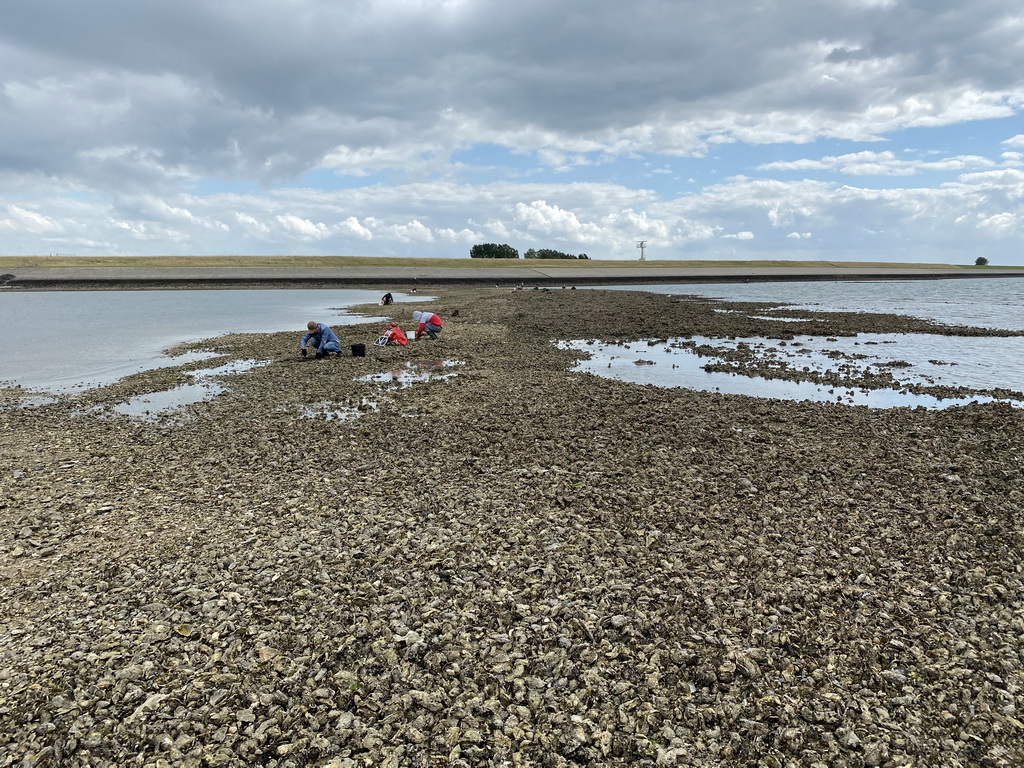 People looking for seashells at the beach near the Dijkweg road