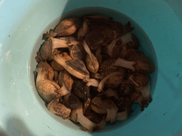 Bucket with seashells at the terrace of the Stuurhut holiday home at the Oosterschelde Camping Stavenisse